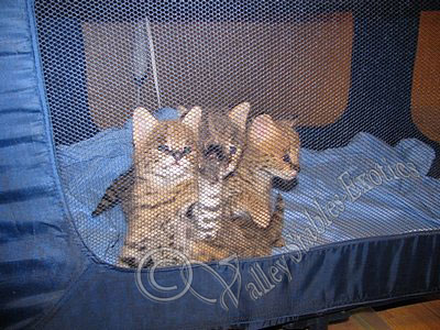 3 little kittens
