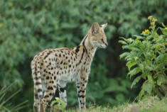 more-serval-1