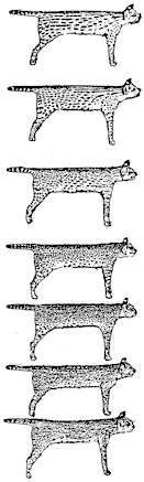 more-serval-5