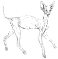 more-serval-6