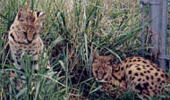 serval-5