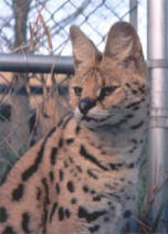 serval-8