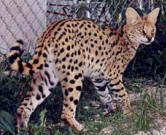 serval-cat-1