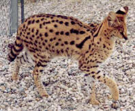 serval-cat-3