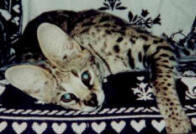 serval-cat-7