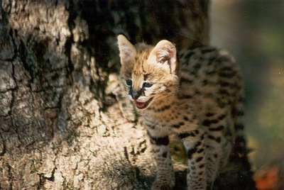 serval1