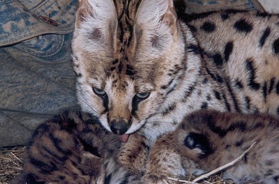 serval2