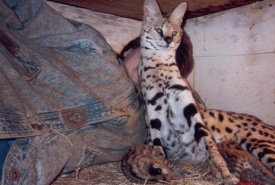 serval4