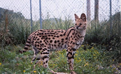 serval6